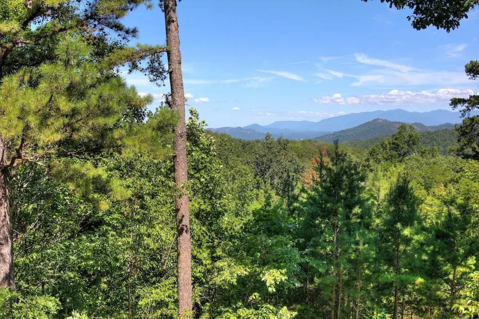 Apple Bear View #116