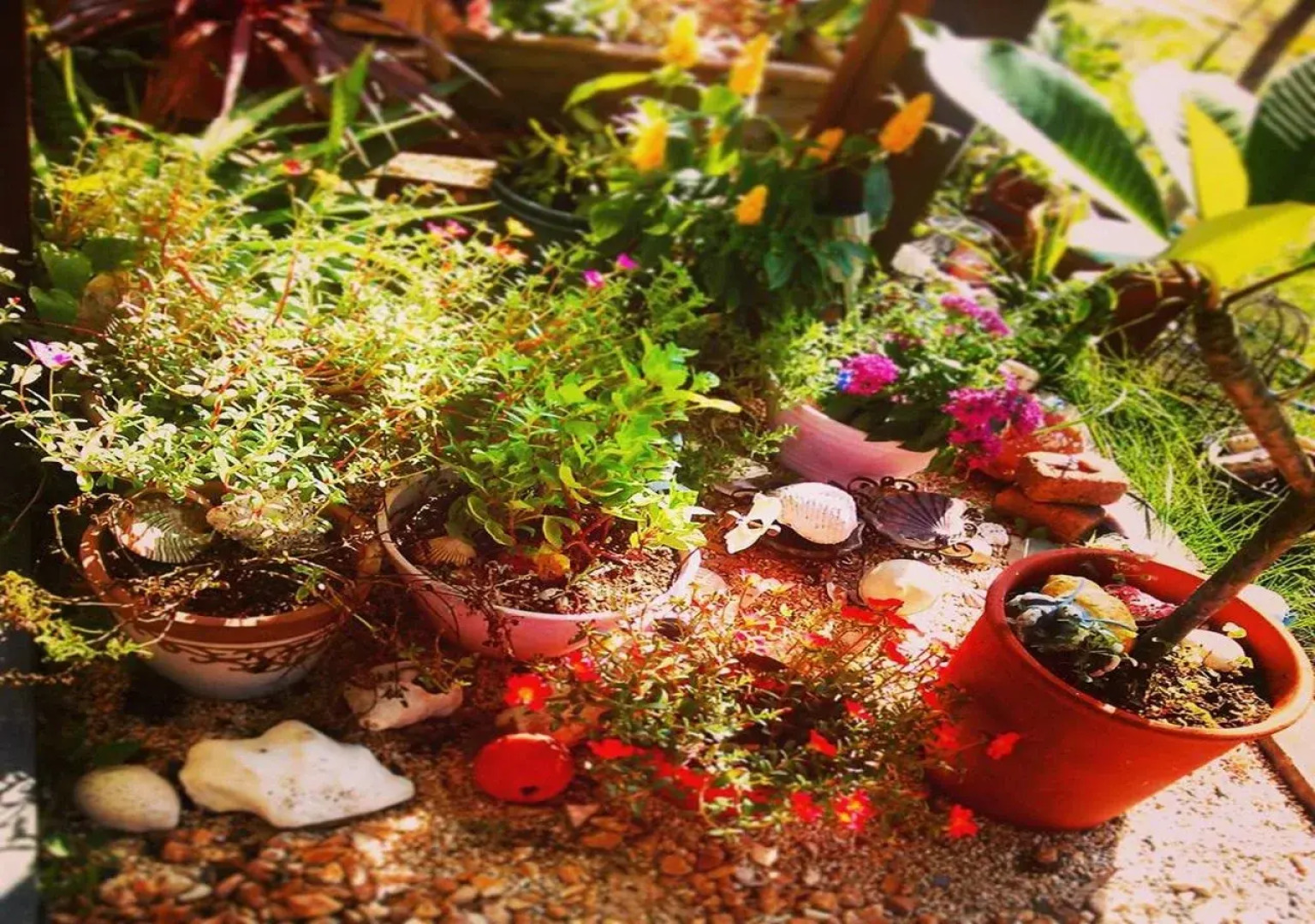 Seaside Guest House Plumeria