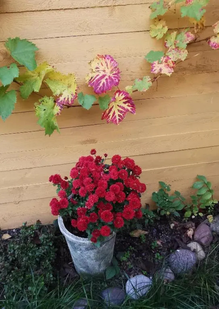 The Cherry Apartment - 'Den Gule Svane' Guest House near Rønne & Beach