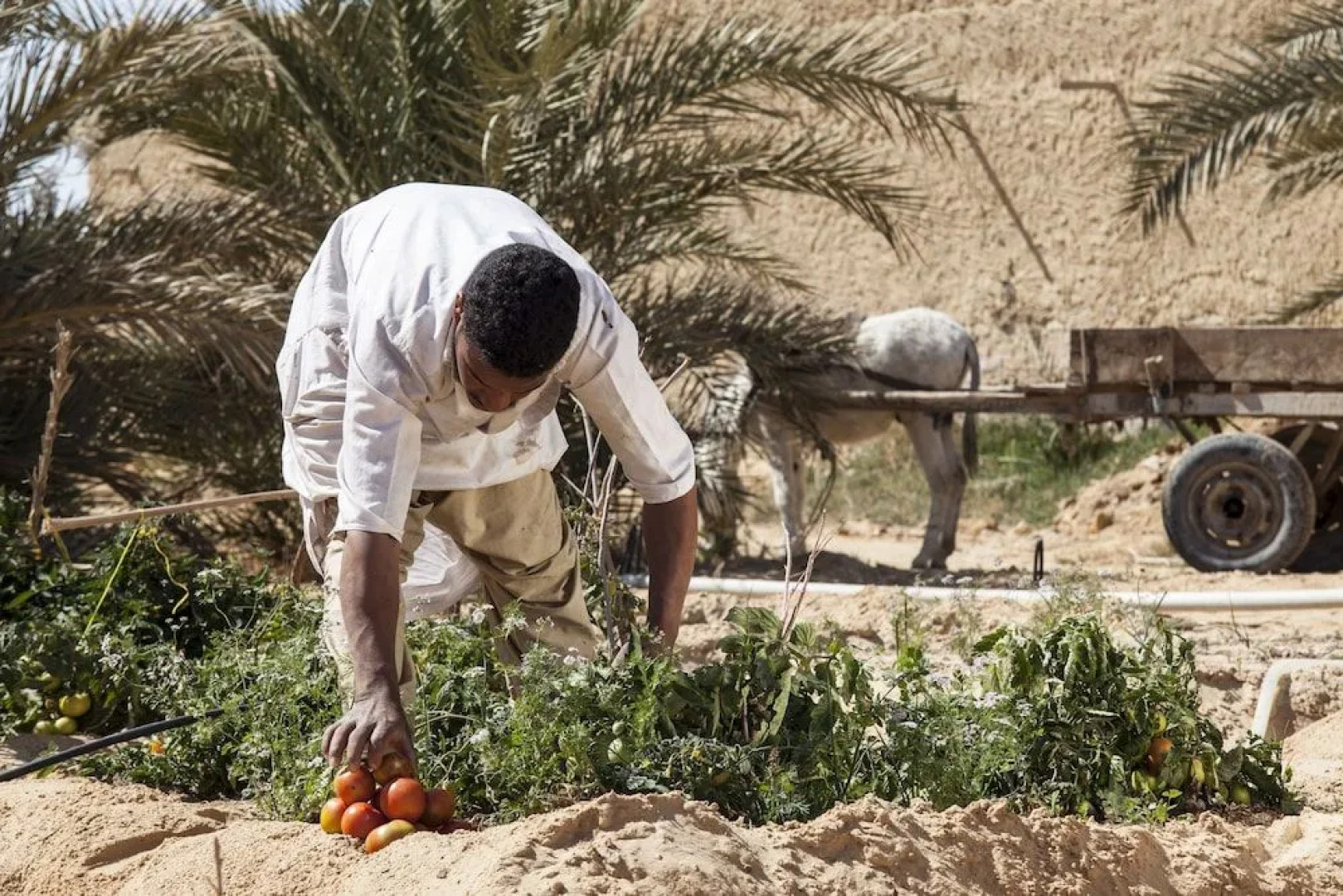 Taziry Ecolodge & Sustainable Village