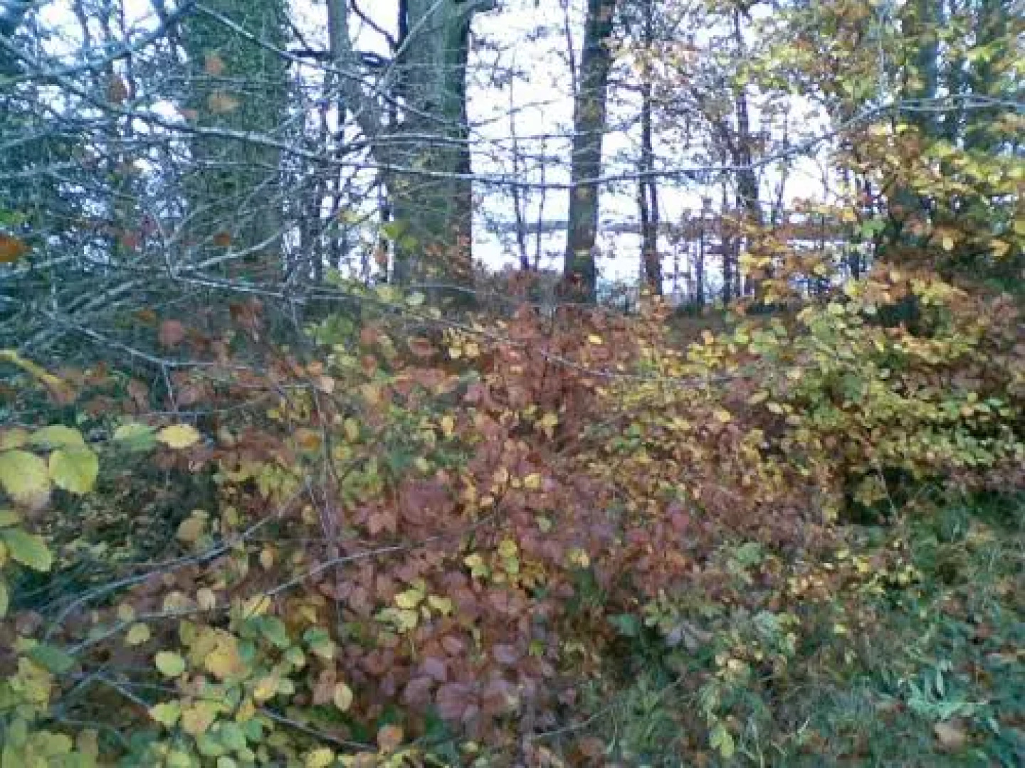 Coosan Cottage Ecolodge Hotel