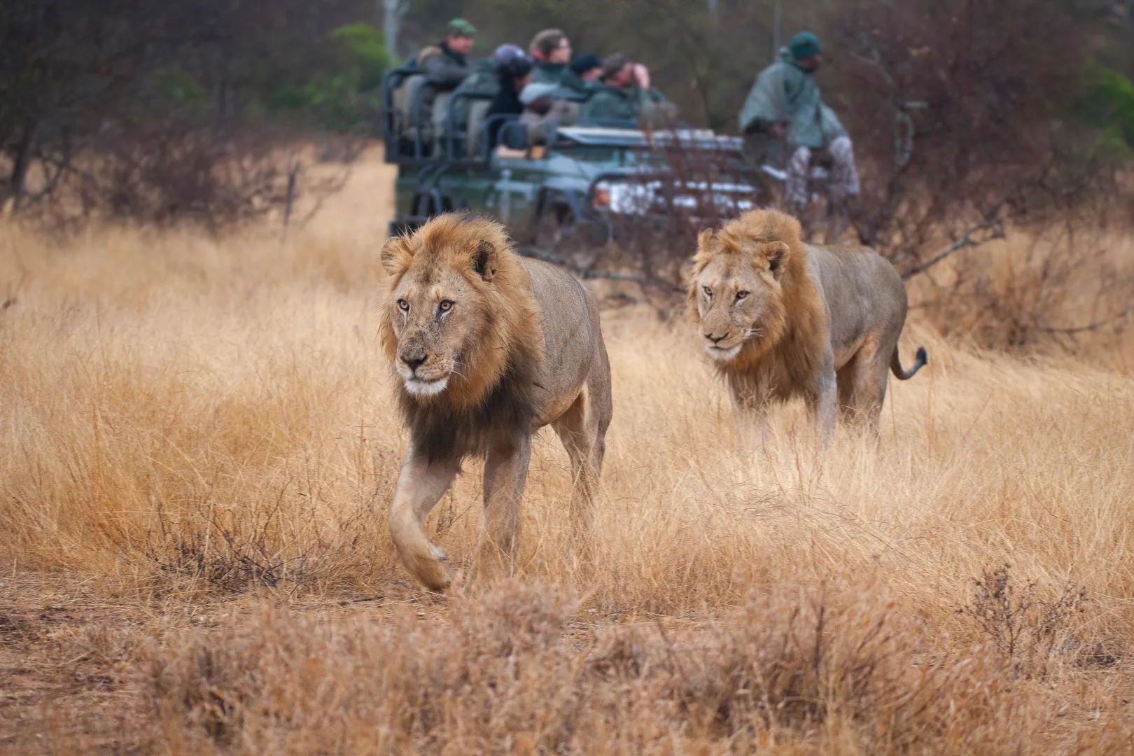Umlani Bushcamp - Lodge