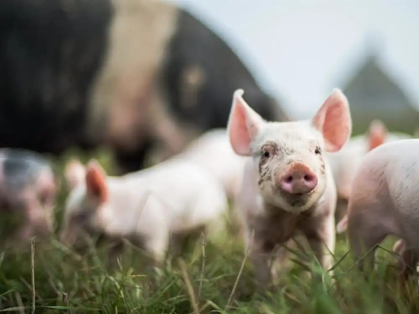 Helen Browning's Royal Oak