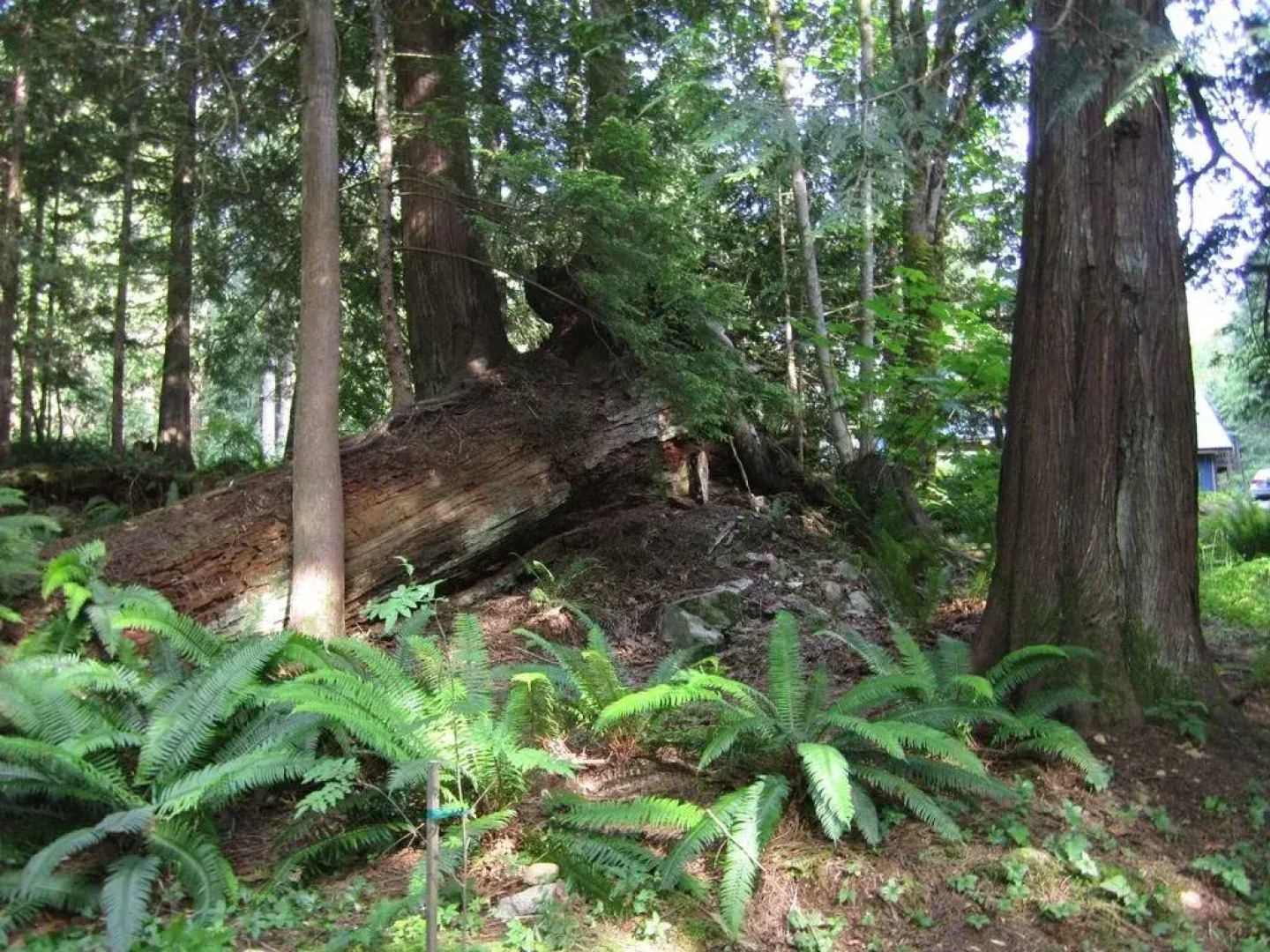 Malaspina Bed and Breakfast