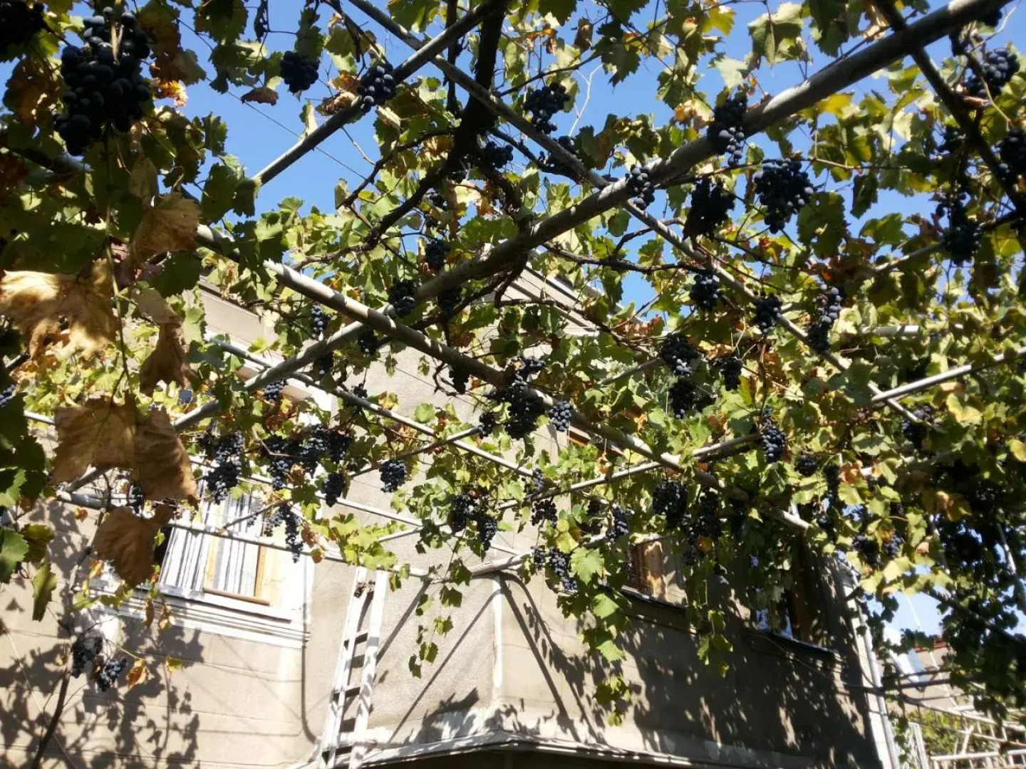 Svetlana Guest House