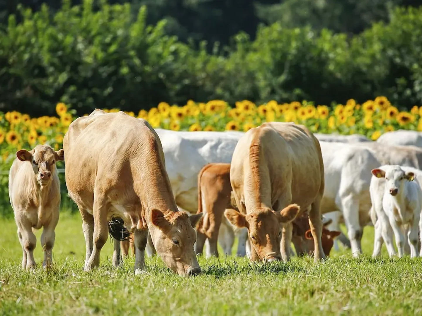 Twelve Oaks Farmhouse