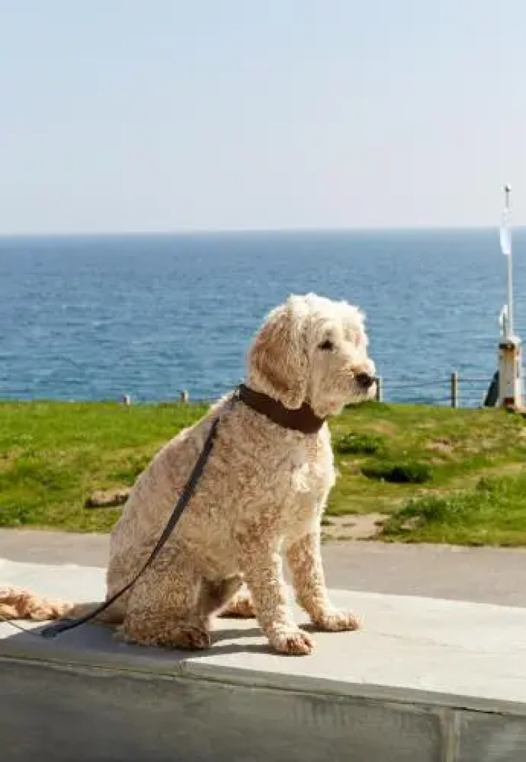 The Seaside Boarding House
