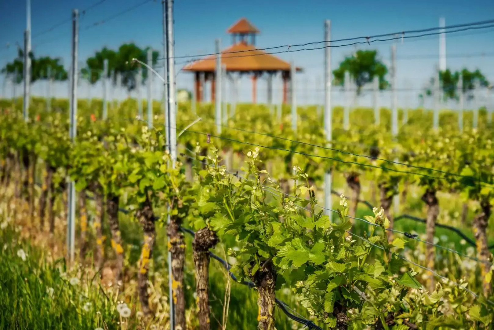 Best Western Plus Palatin Kongresshotel