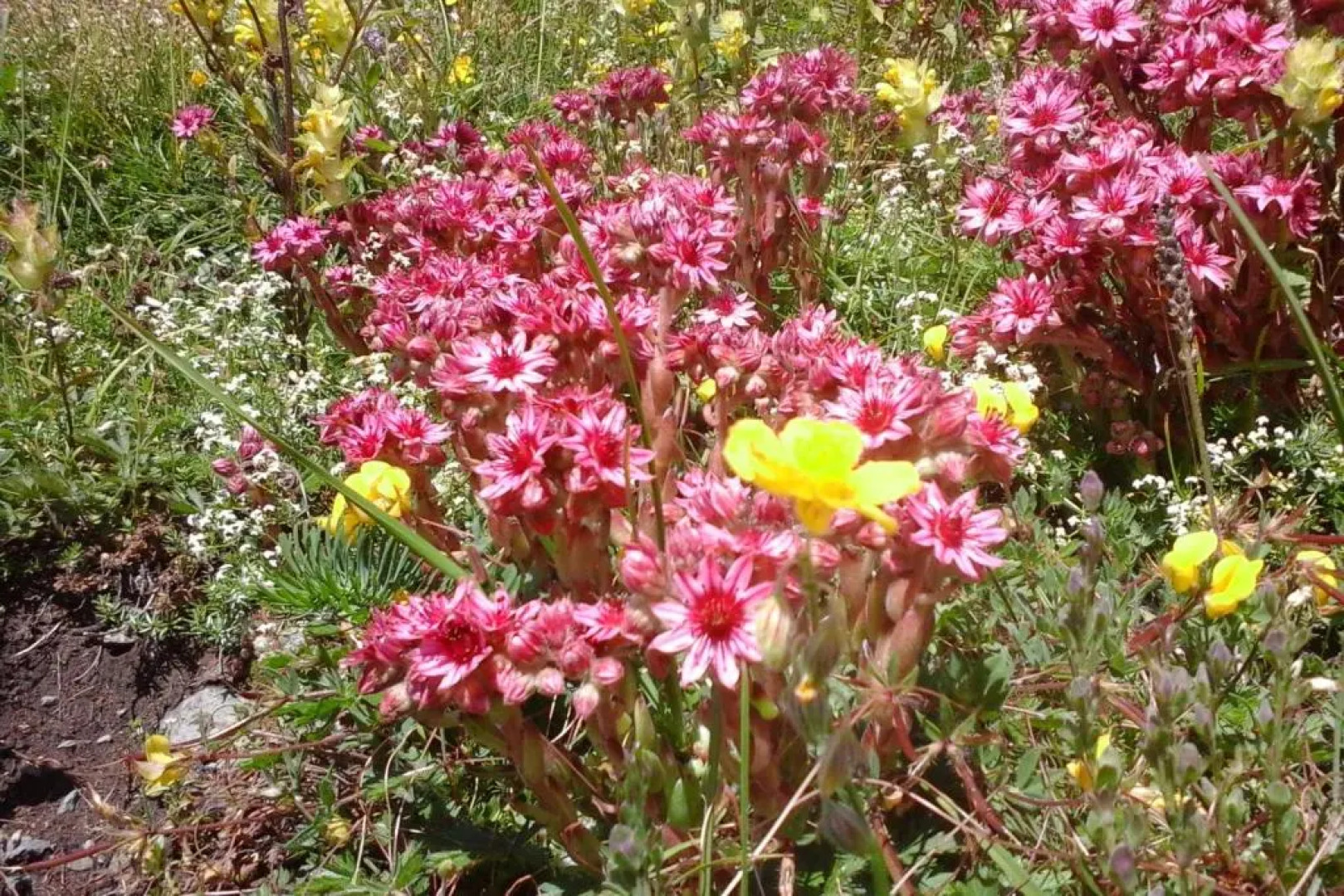 Room In A House Of The Xvii Century - N°5 Chez Jean Pierre