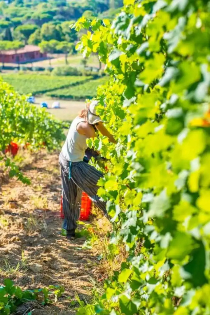 Villetta Large Morellino 6 pax