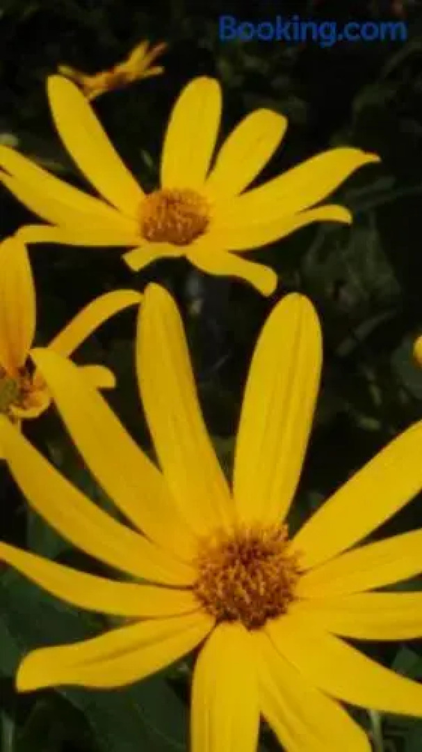 Valencia Grove Villa