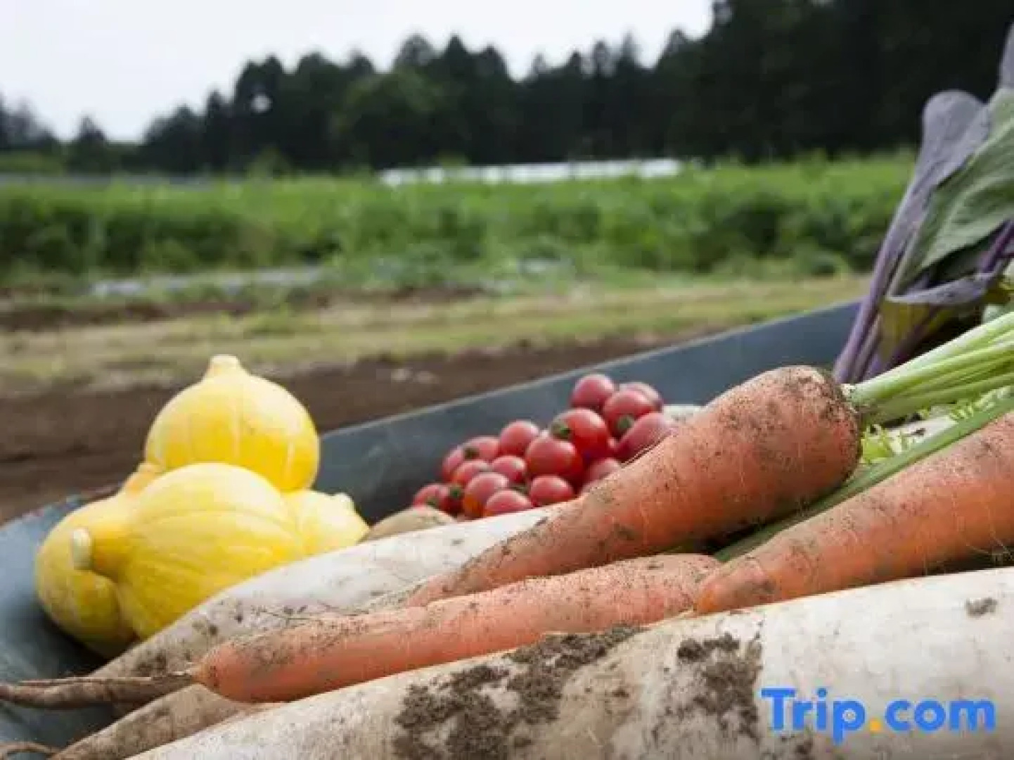 THE FARM Resort Japan