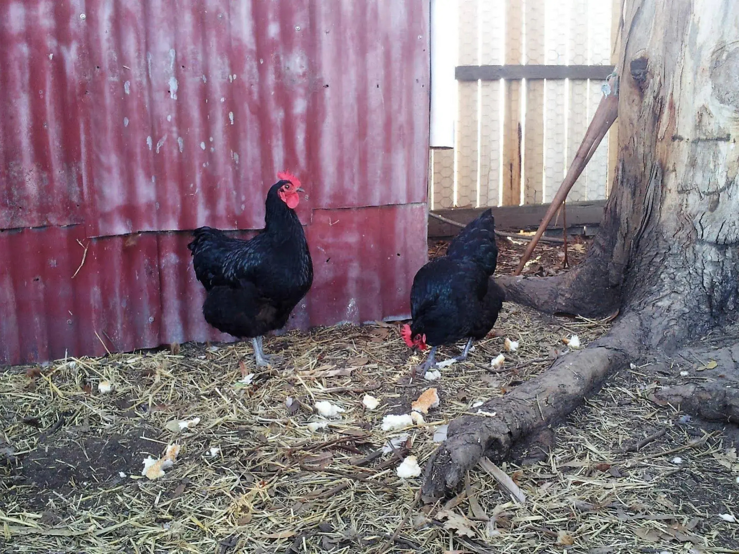 Pelican Point Tasmania