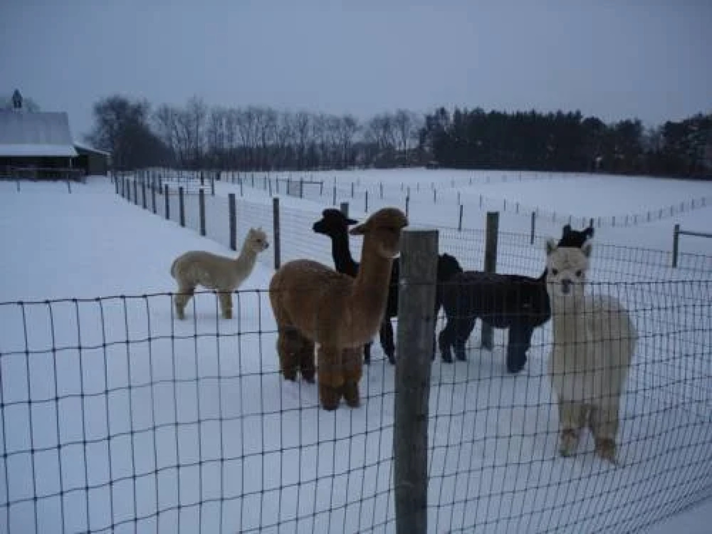 Four Points Alpacas B&B