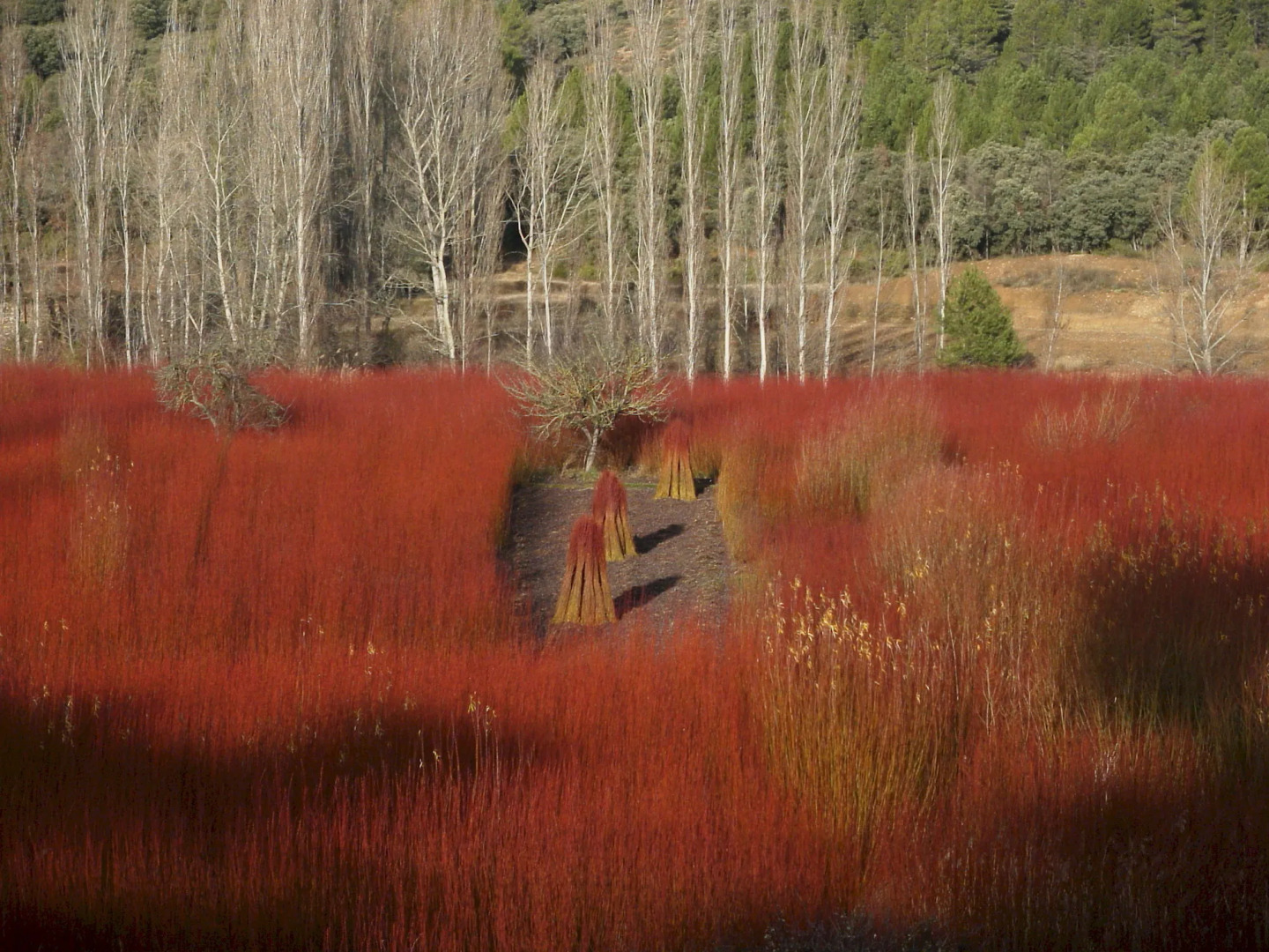 Cabañas Llano de los Conejos