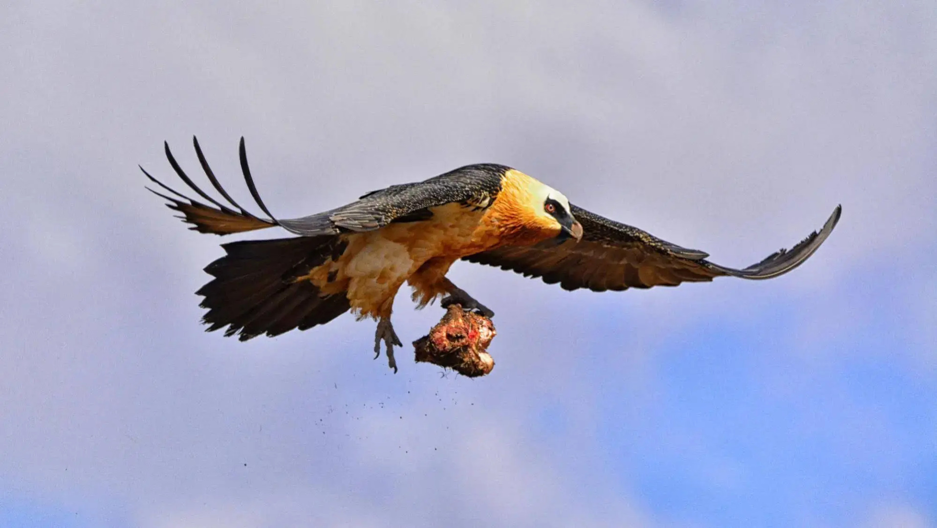 Witsieshoek Mountain Lodge