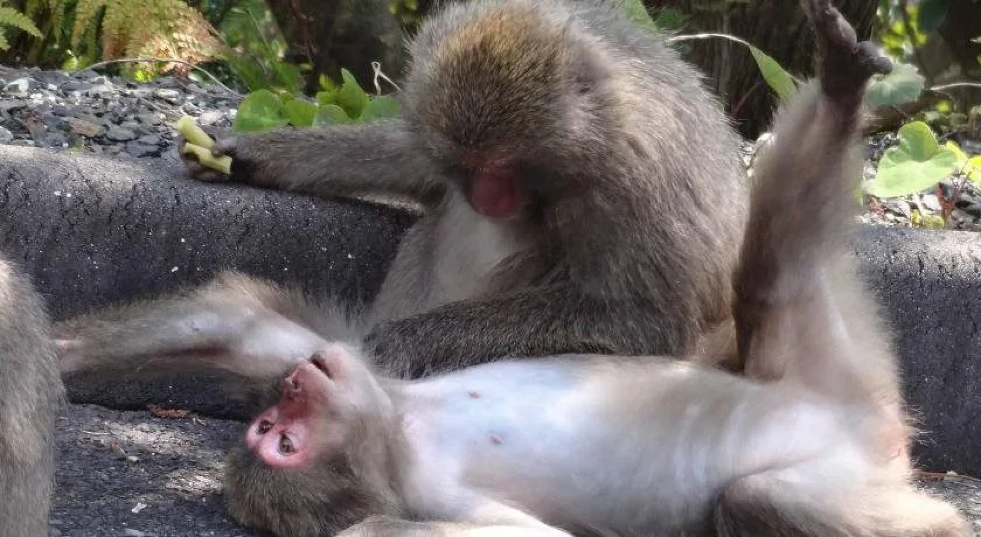 Iyashino Minshuku Tonton