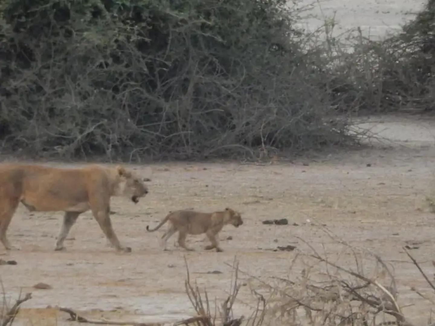 Thobolo's Bush Lodge