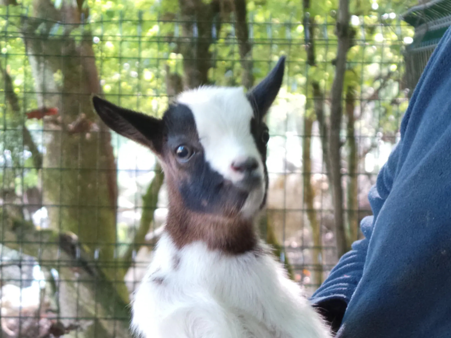 Stone House in a Vineyard, With Swimming Pool, Near Bordeaux