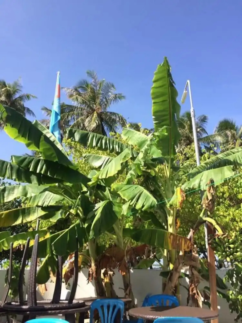 Maldives Seashine Guesthouse