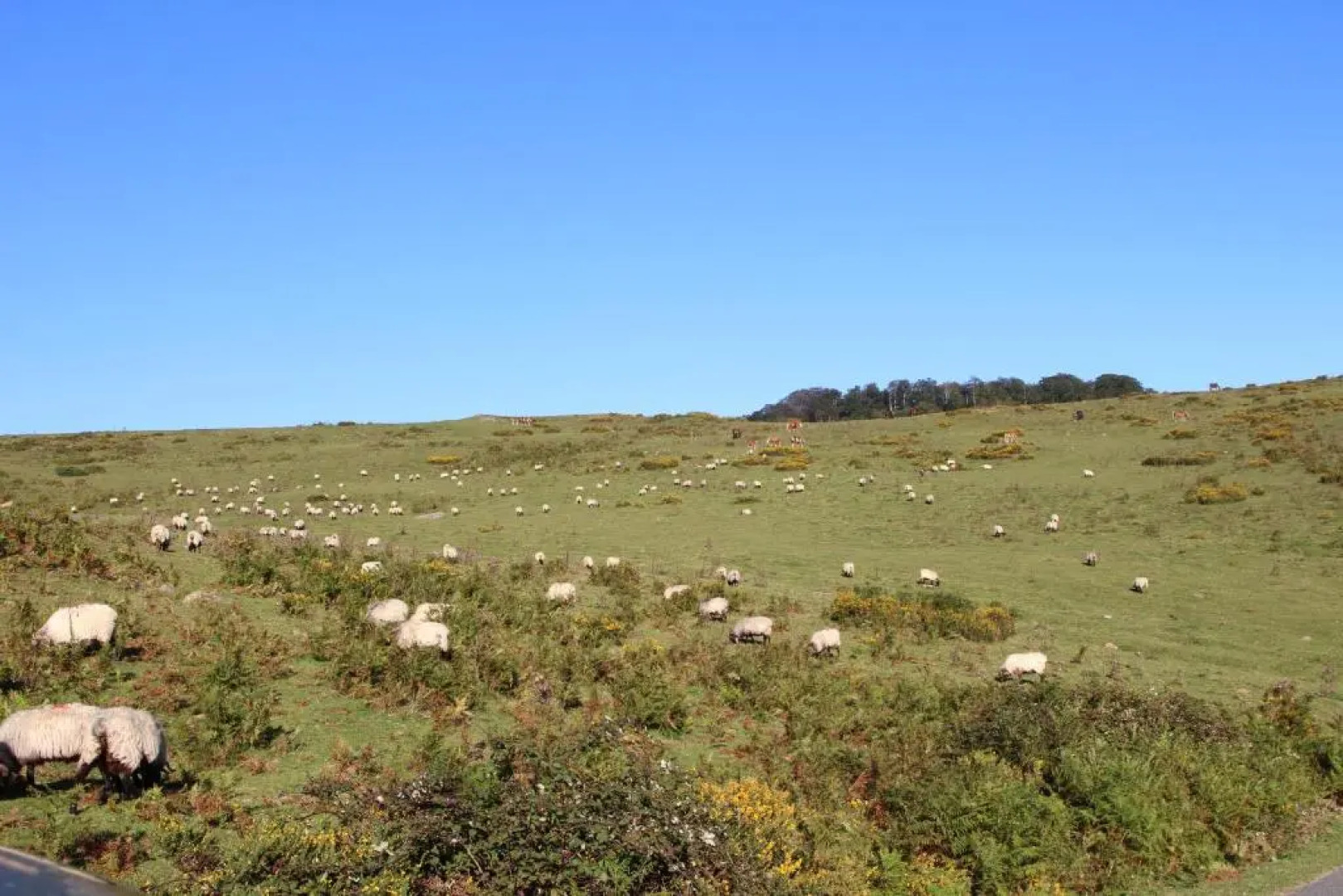 Apartamentos Zabalarena Artzaia