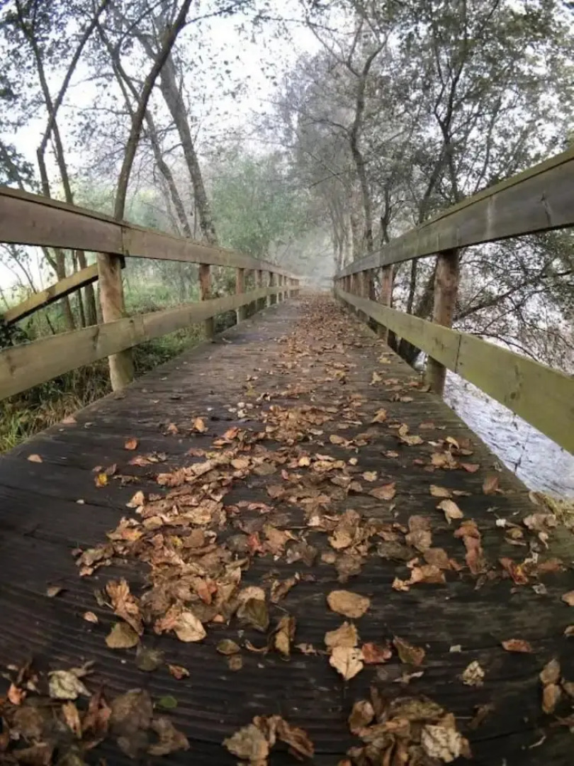 Tree Pool Villa in Arcos de Valdevez