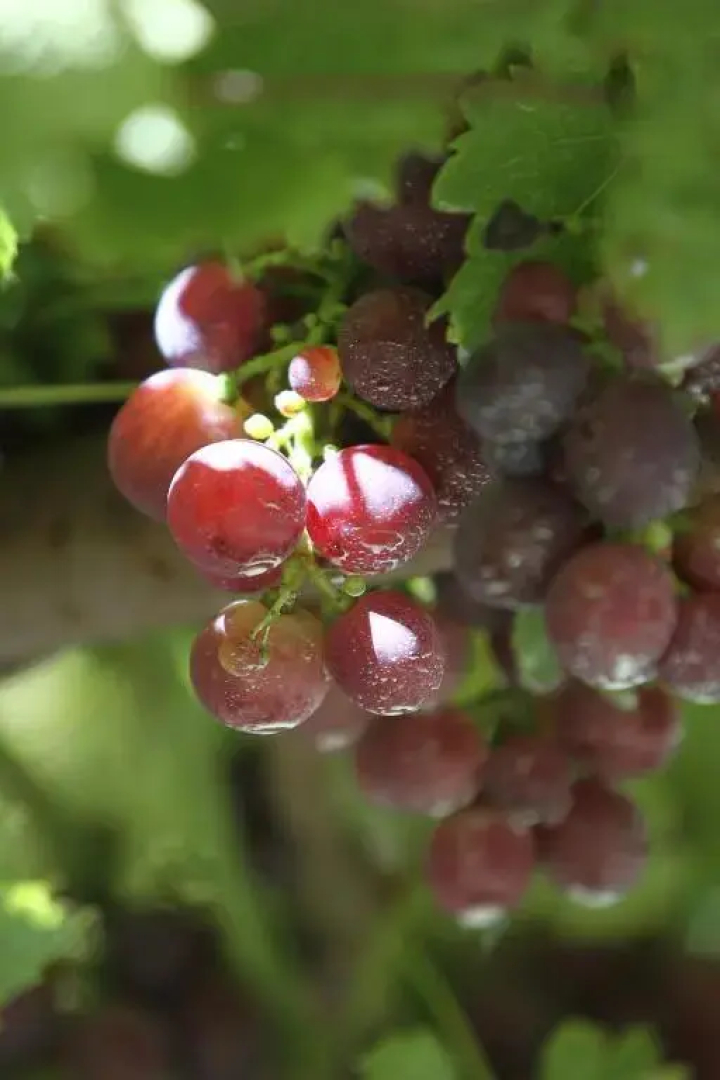 Agriturismo Cascina Mariale