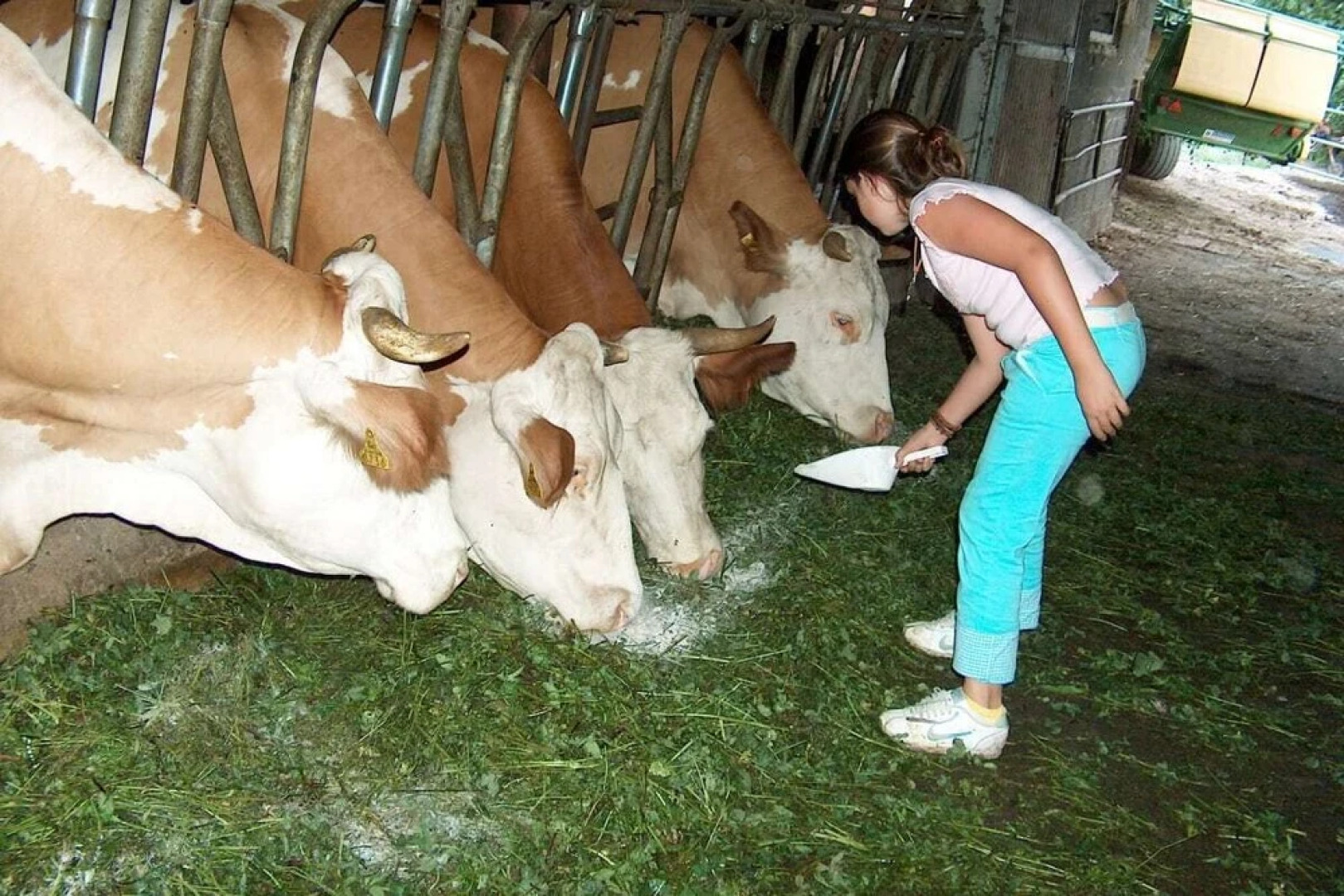 Biobauernhof Gollner