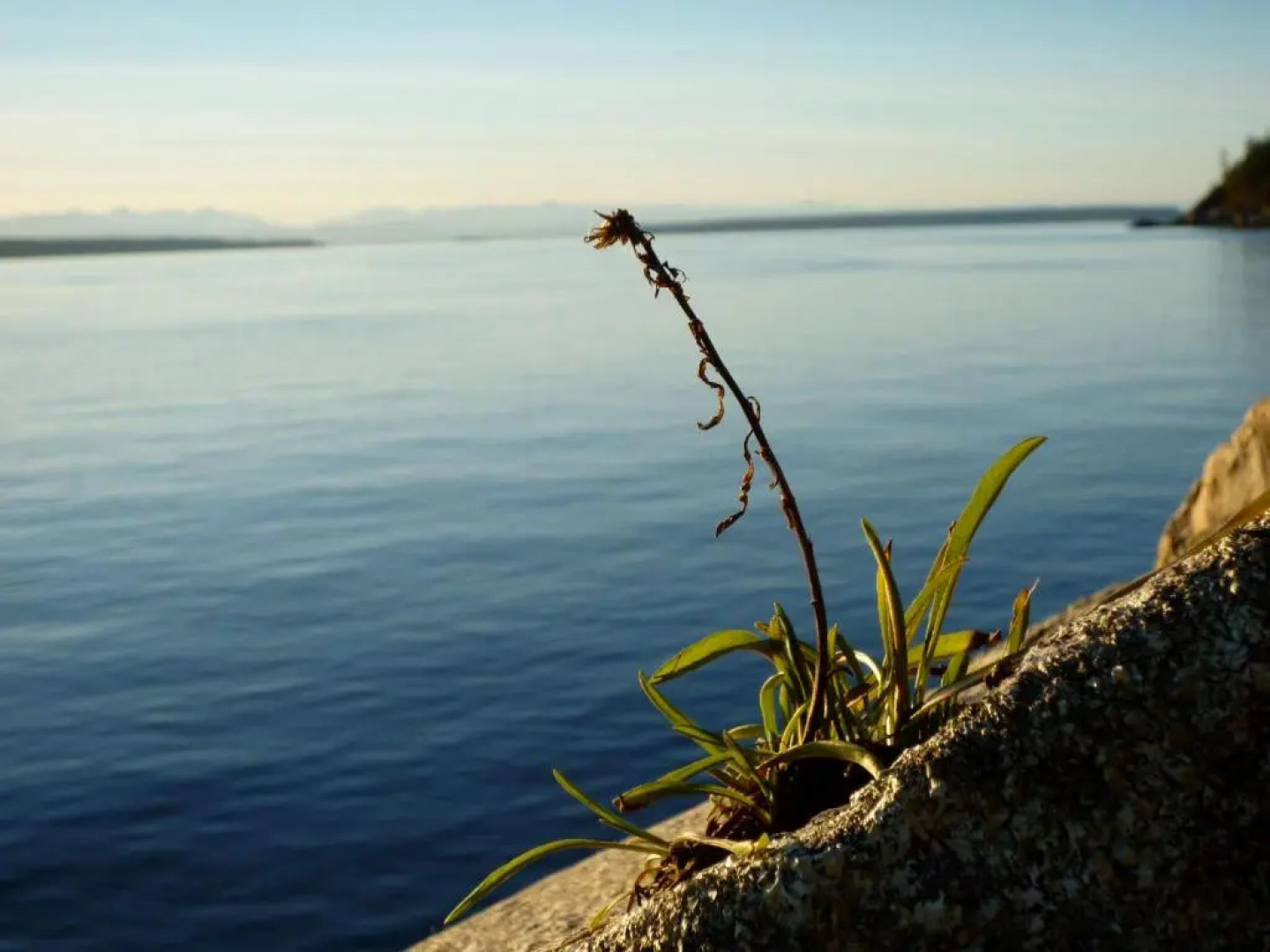Blitz Beach House Oceanside Suite