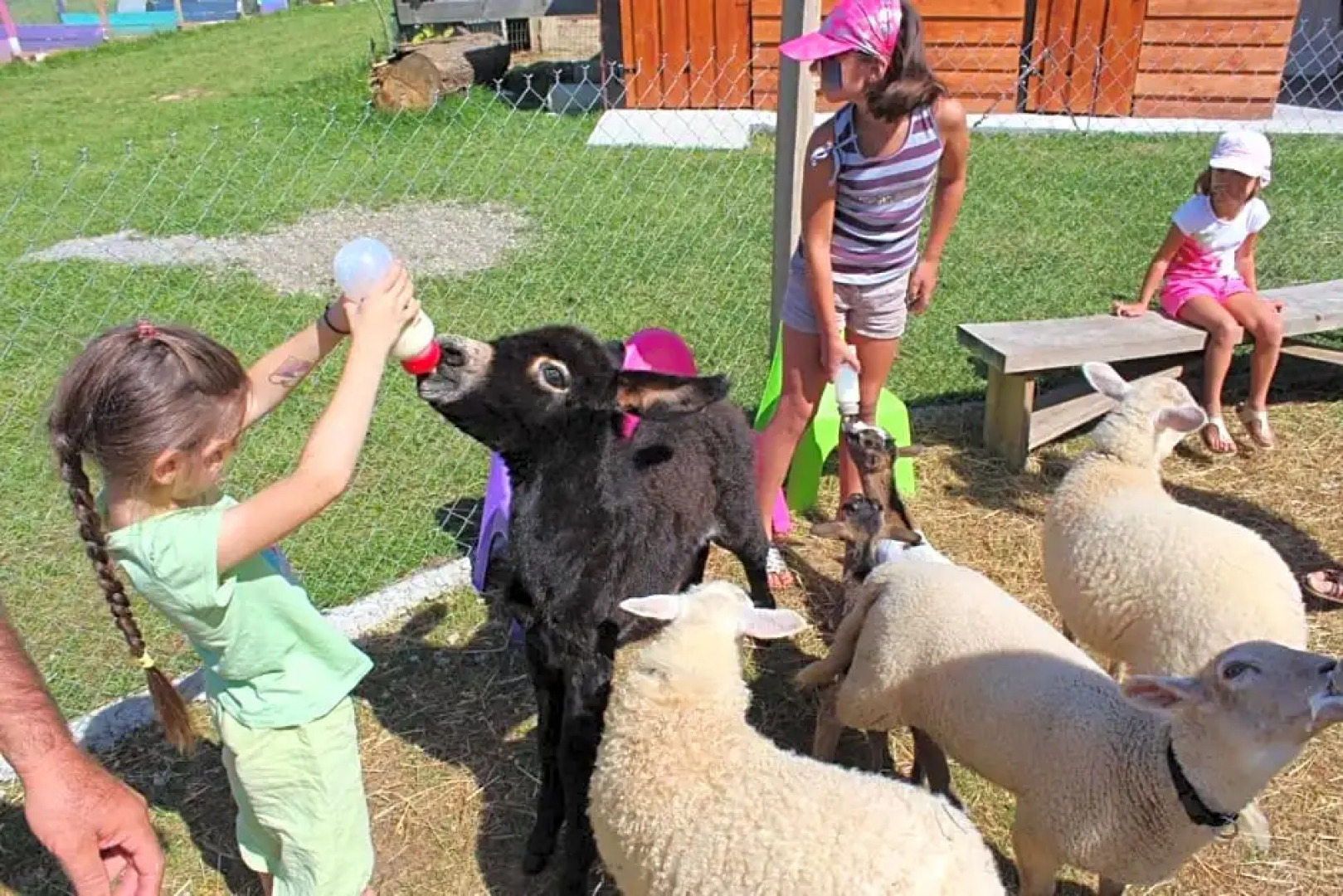 La petite ferme de Pouillon - Parc animalier - aire de loisirs