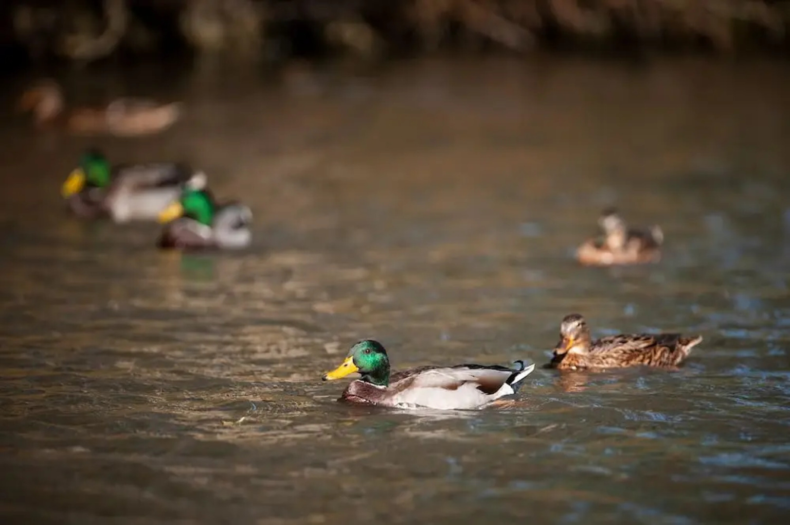 Goss Hall Bed & Breakfast