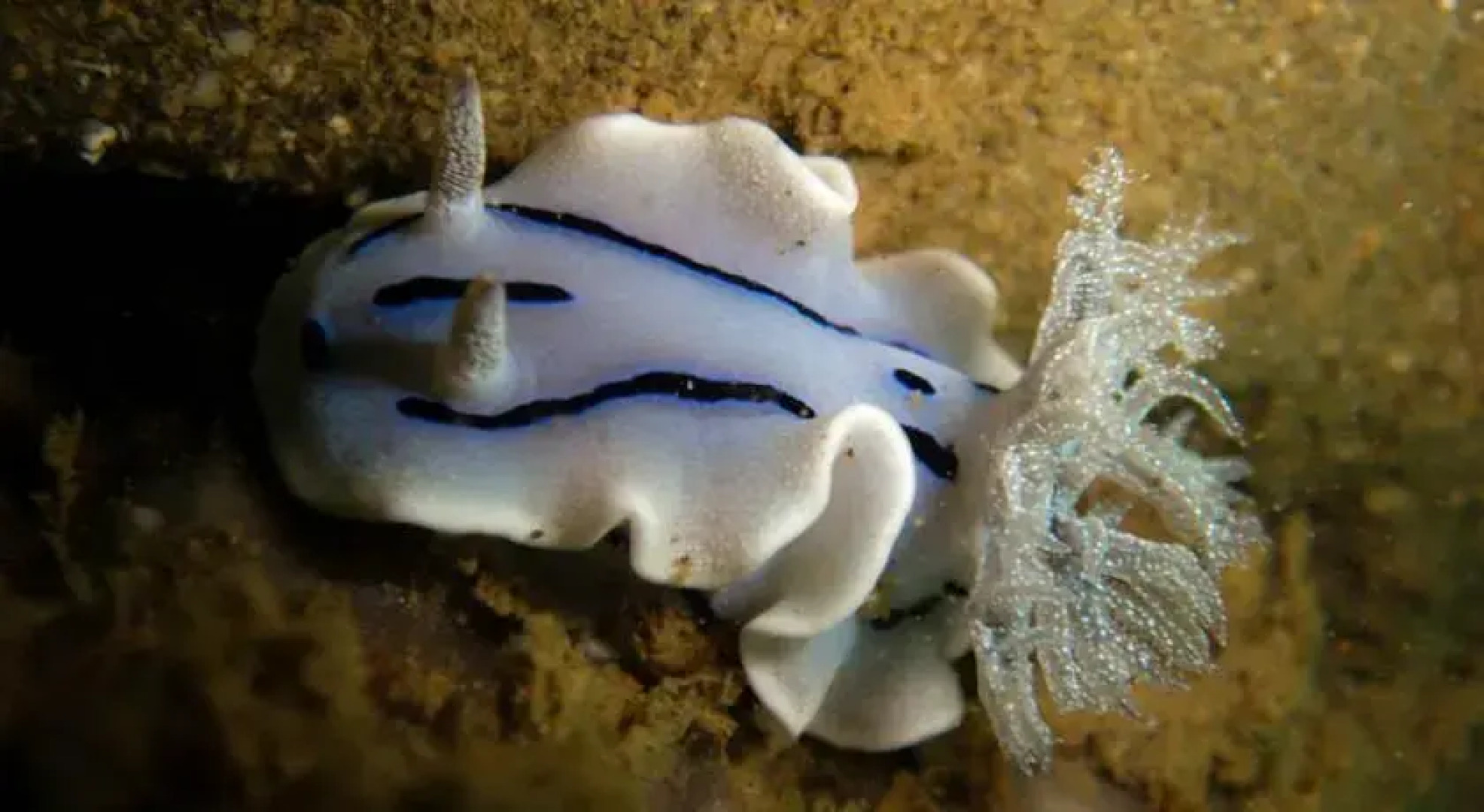 ScubaBro Dive Resort