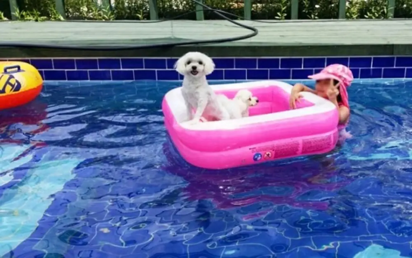 Gangneung Friends Pets Friendly Pension