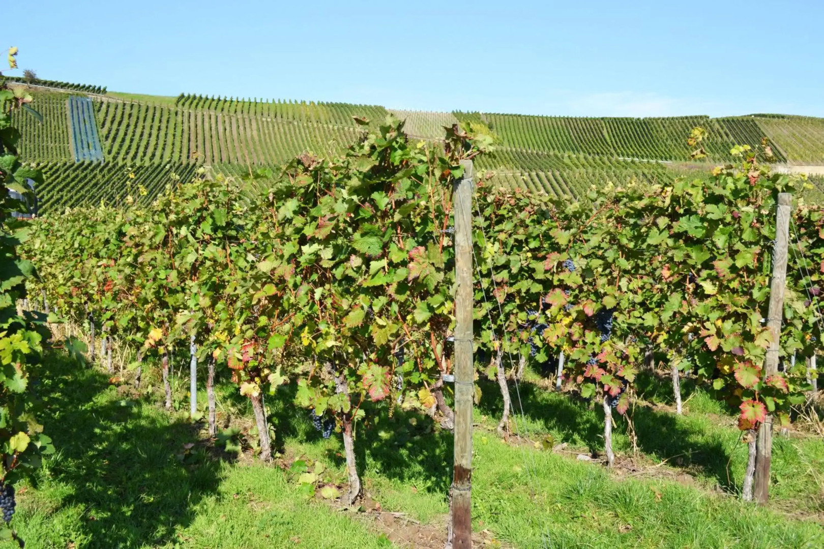 Weingut Mathy-Schanz