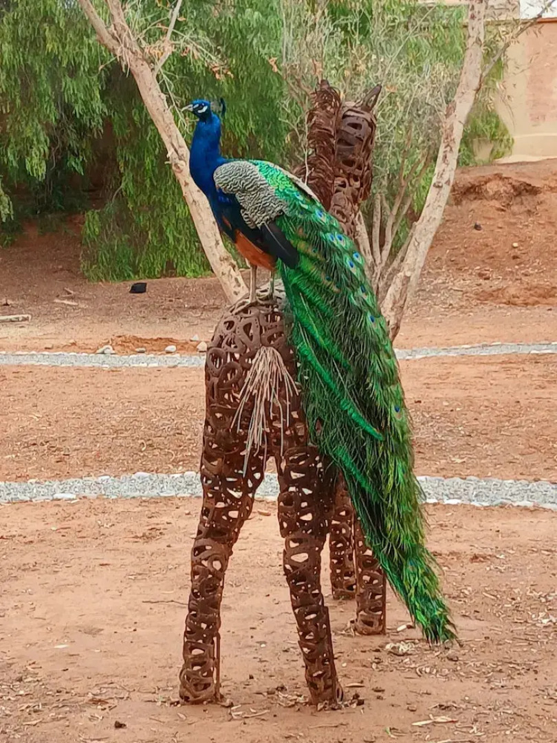 Riad Jardin des Orangers
