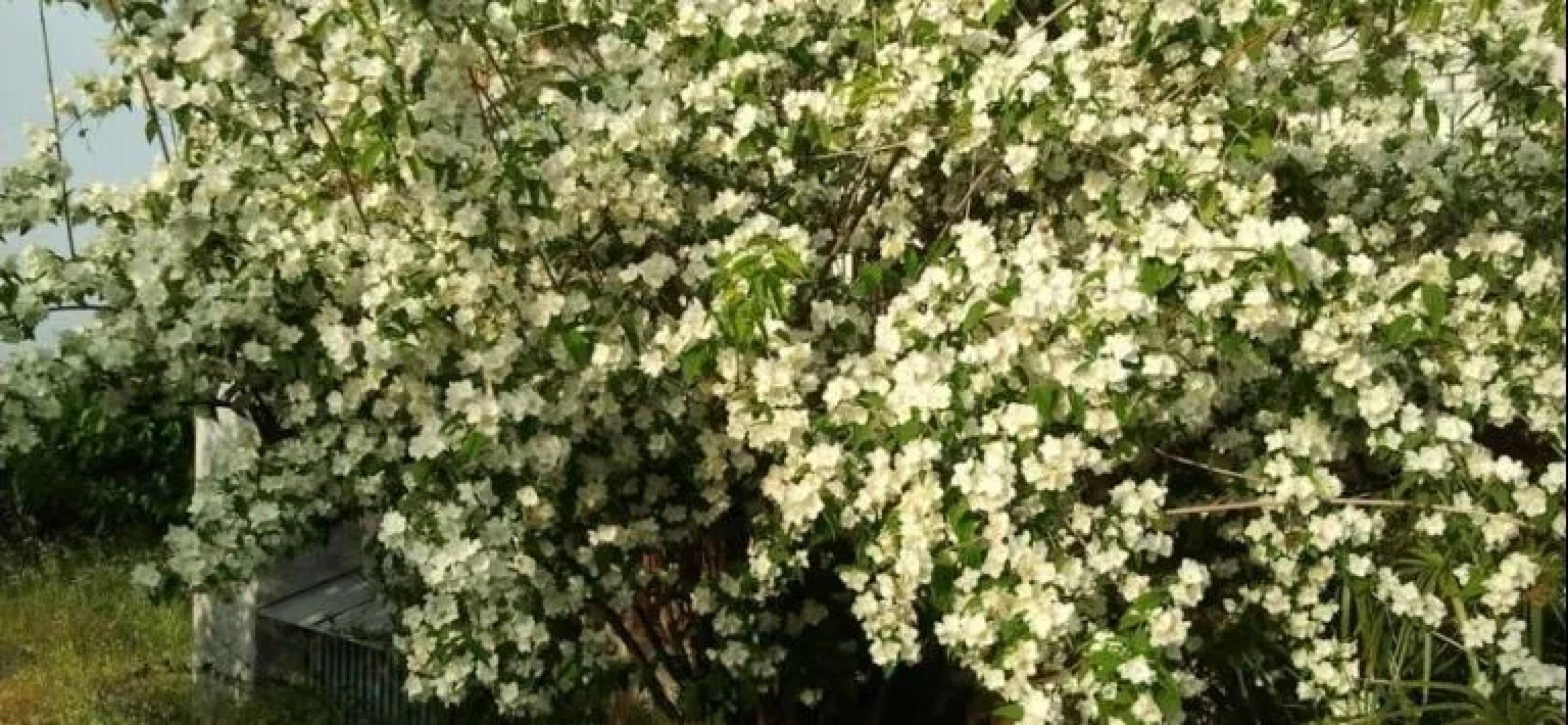 Il Giardino della Strega Innamorata