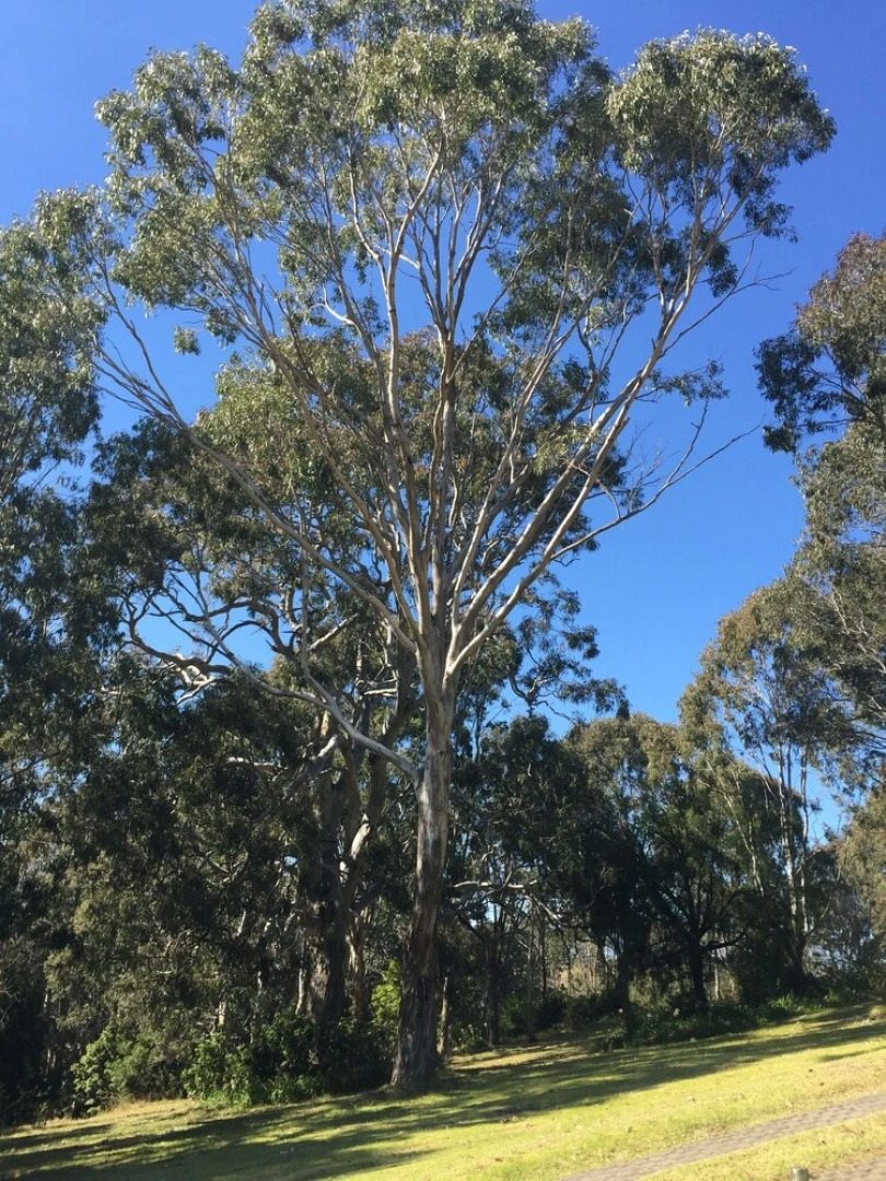 The Bryn At Tilba Family Cottage