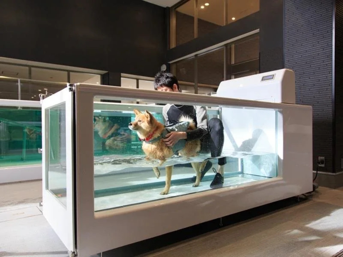 Izumigo Yatsugatake Dog Paradise Cottage