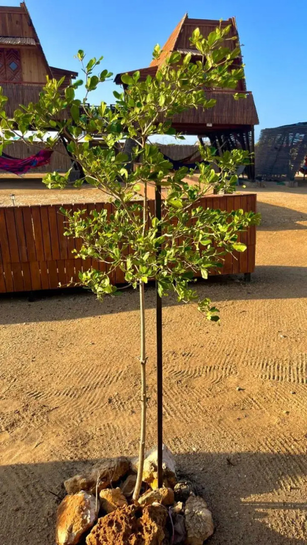 explora guajira cx mar azul - cabo de la vela