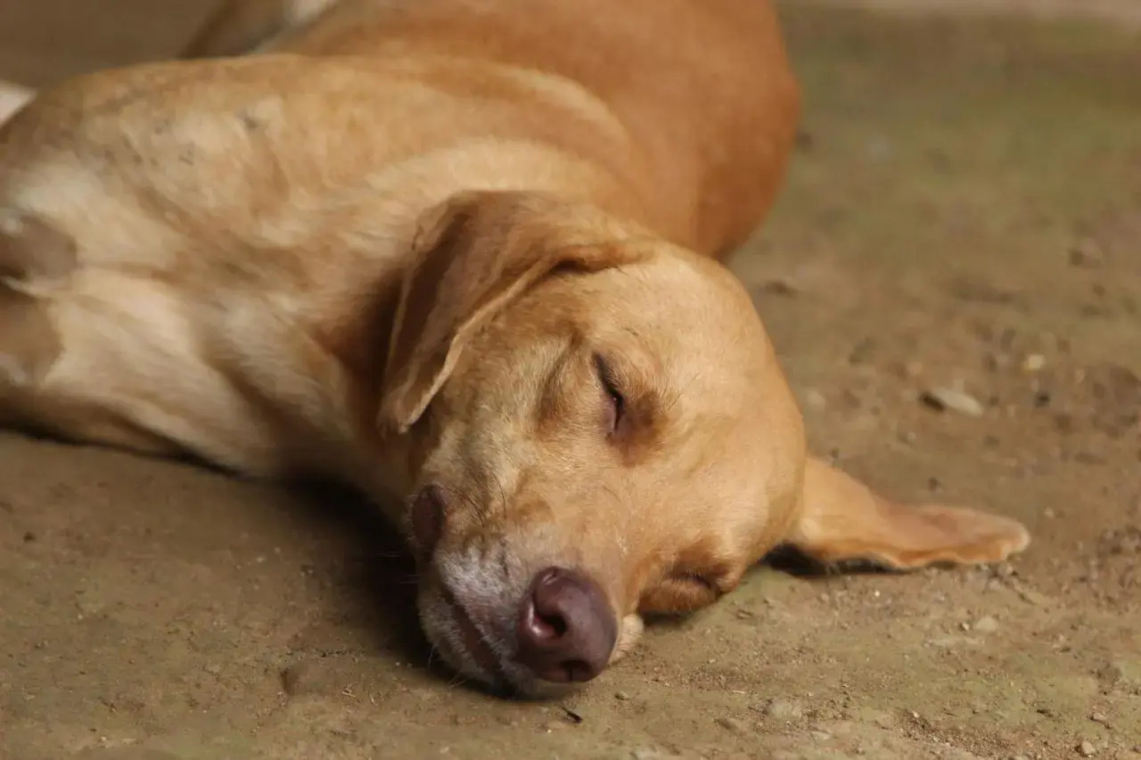 Posada Etnoturistica Achalay