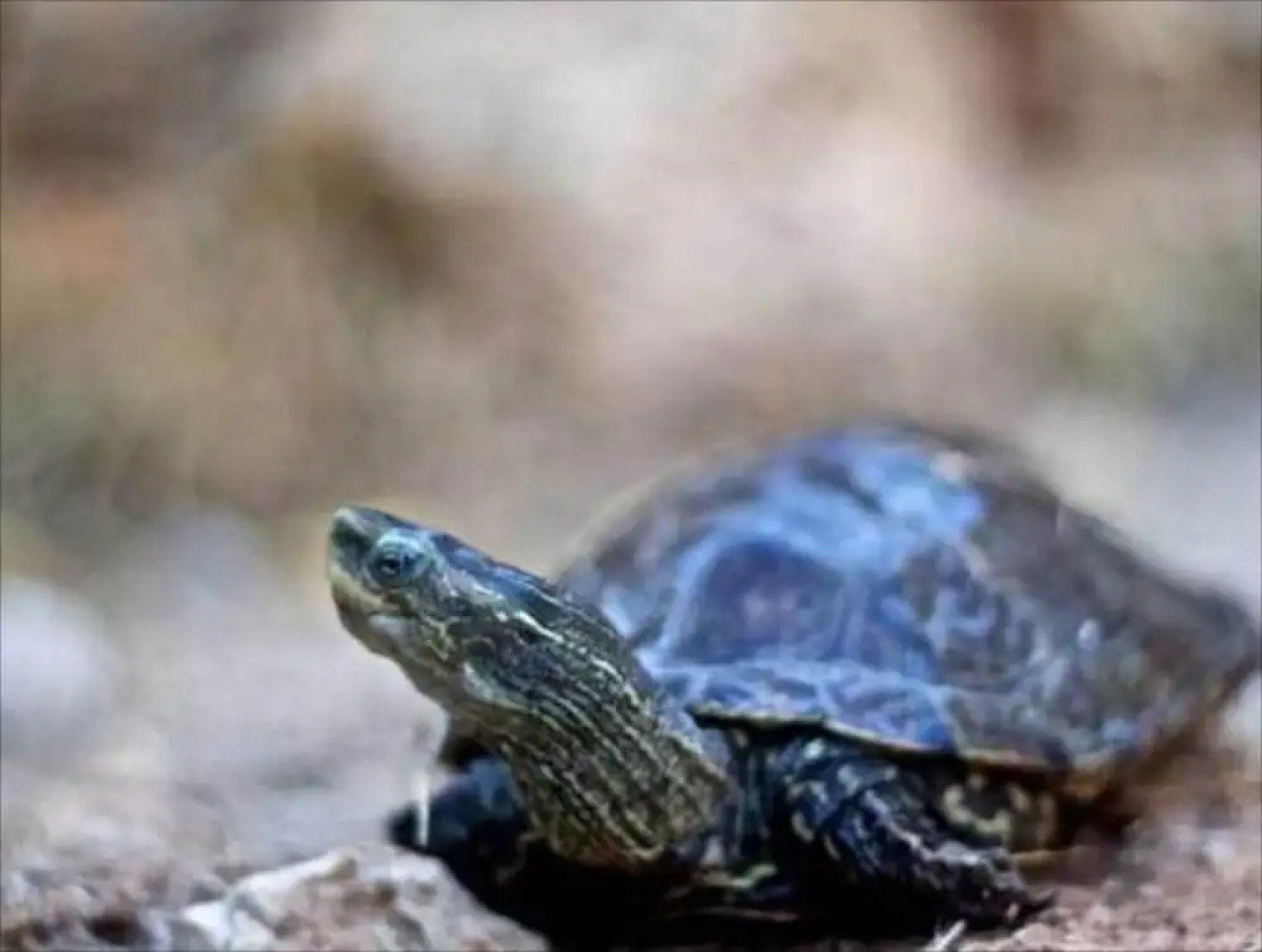 Stone Village Petrino Horio