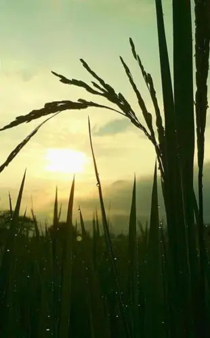 Pua Good View Homestay