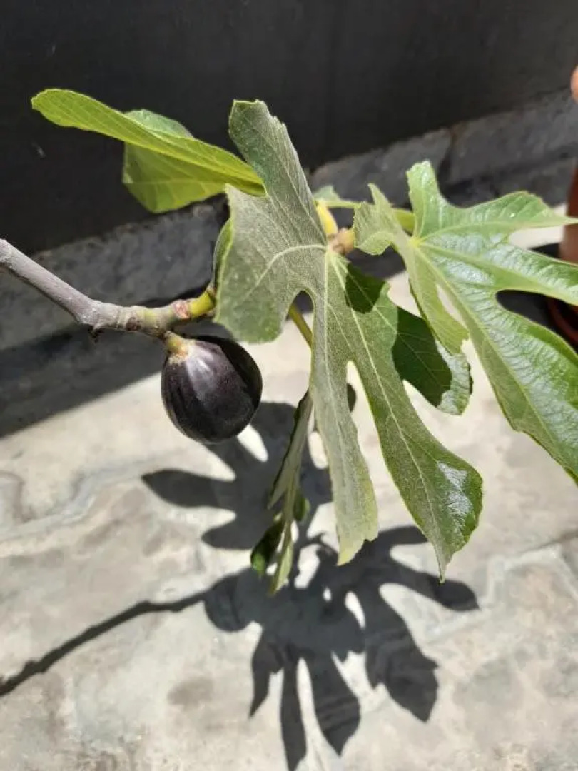 Kelpmeeu Self- Catering Apartments