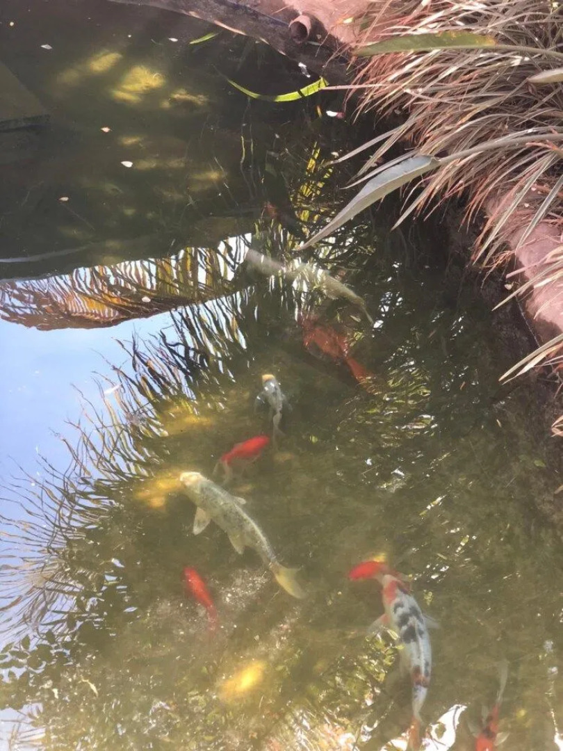 Pousada Aldeia das Flores