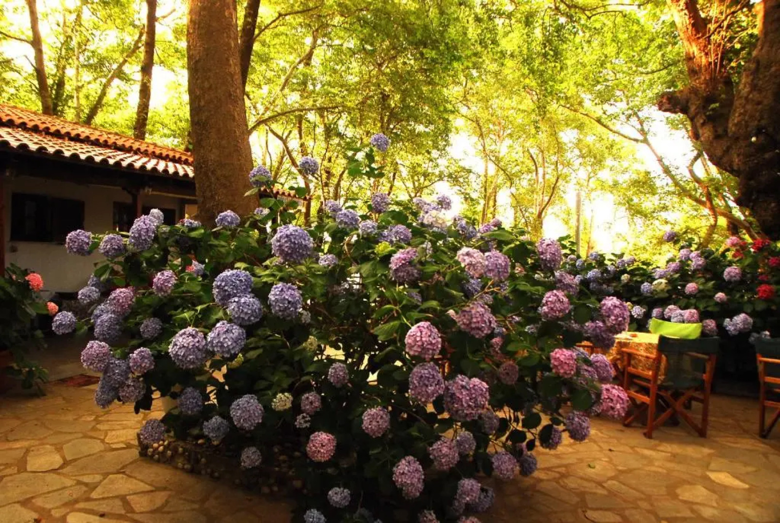 Tasoula Parselia Studios