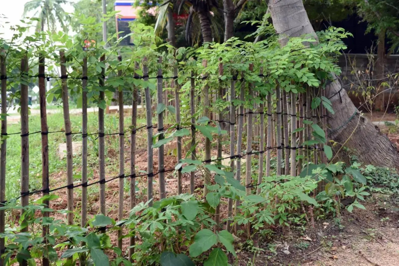 Sun and Green Eco Lodge