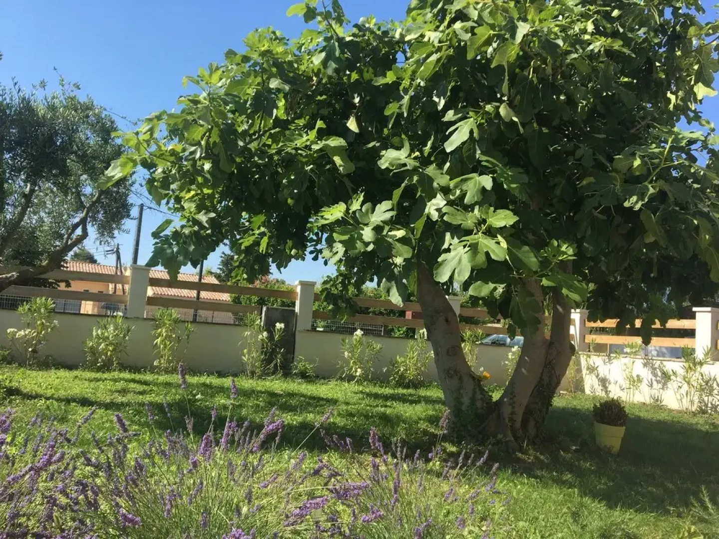 La Maison du Figuier