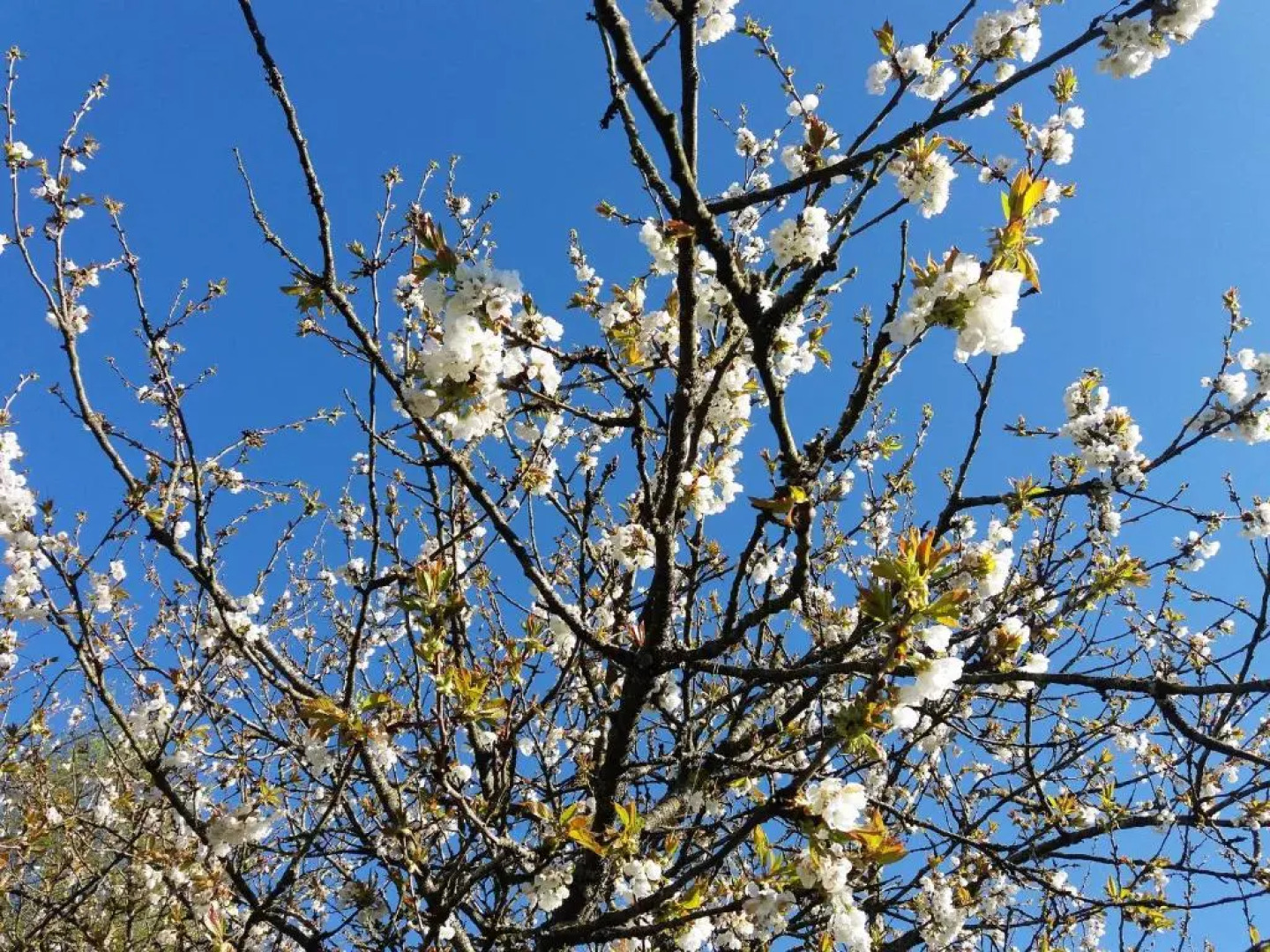 Les Cerisiers Gîtes