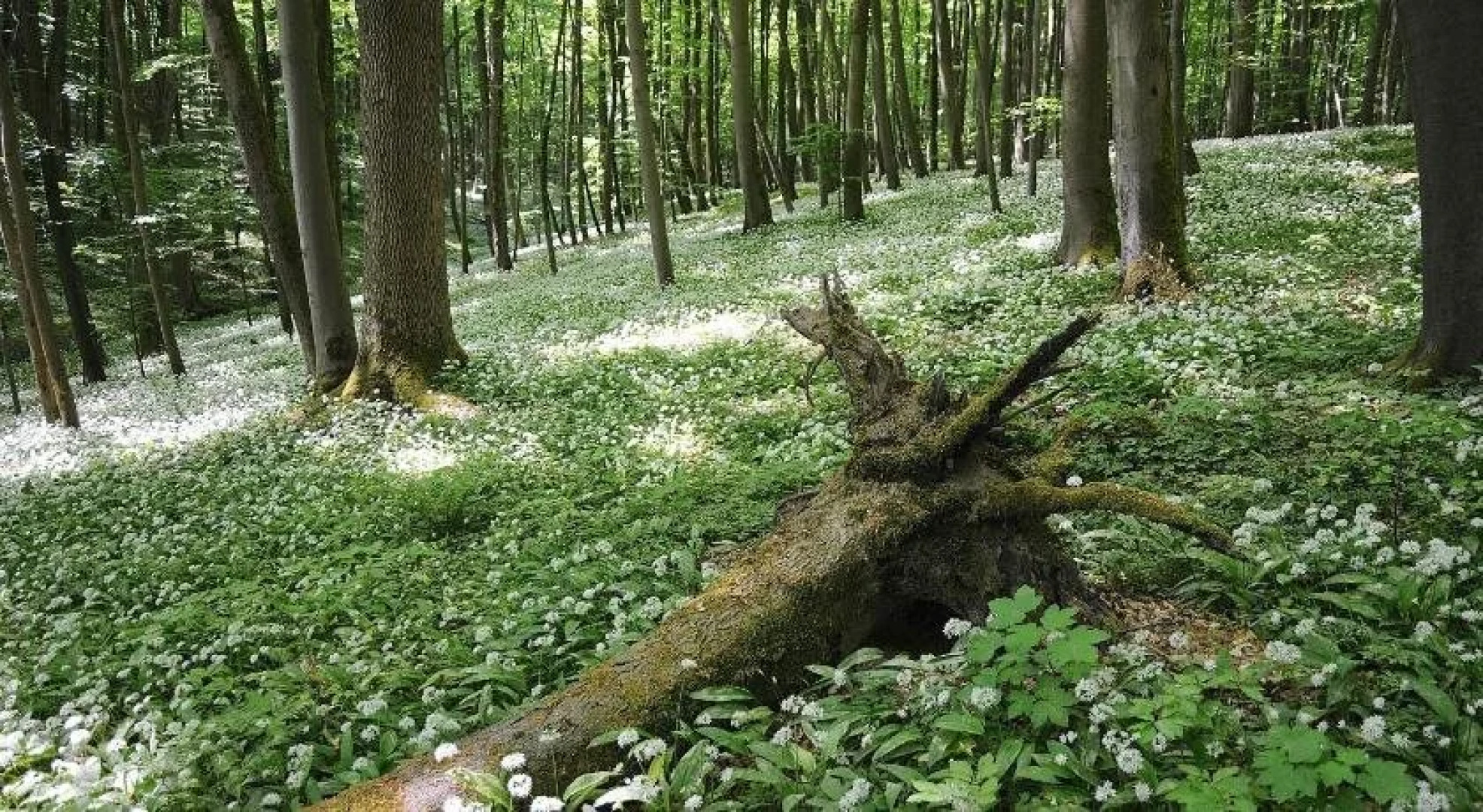 Landhotel Brauner Hirsch