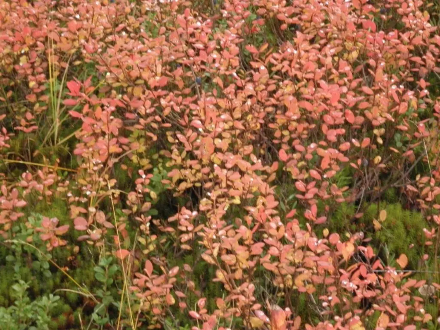 Yllästar 305 Apartment